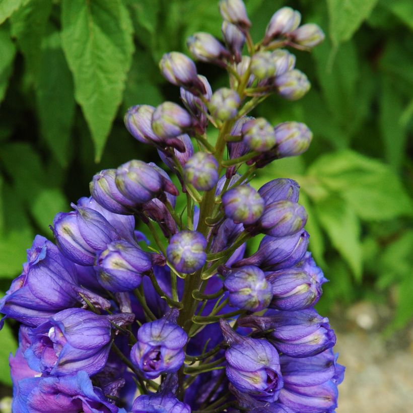 Pacific-Rittersporn Blue Triumphator - Delphinium (Plant habit)