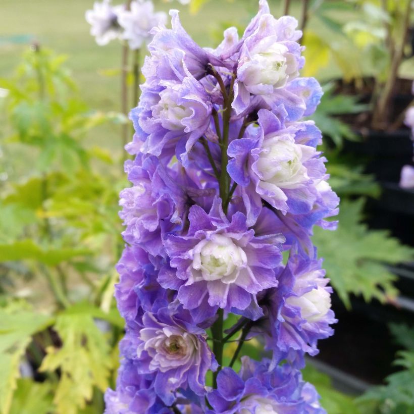 Hoher Rittersporn Highlander Bolero - Delphinium (Flowering)