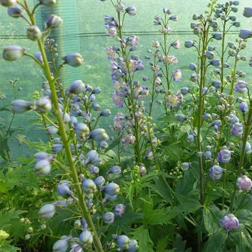 Hoher Rittersporn Highlander Bolero - Delphinium (Plant habit)