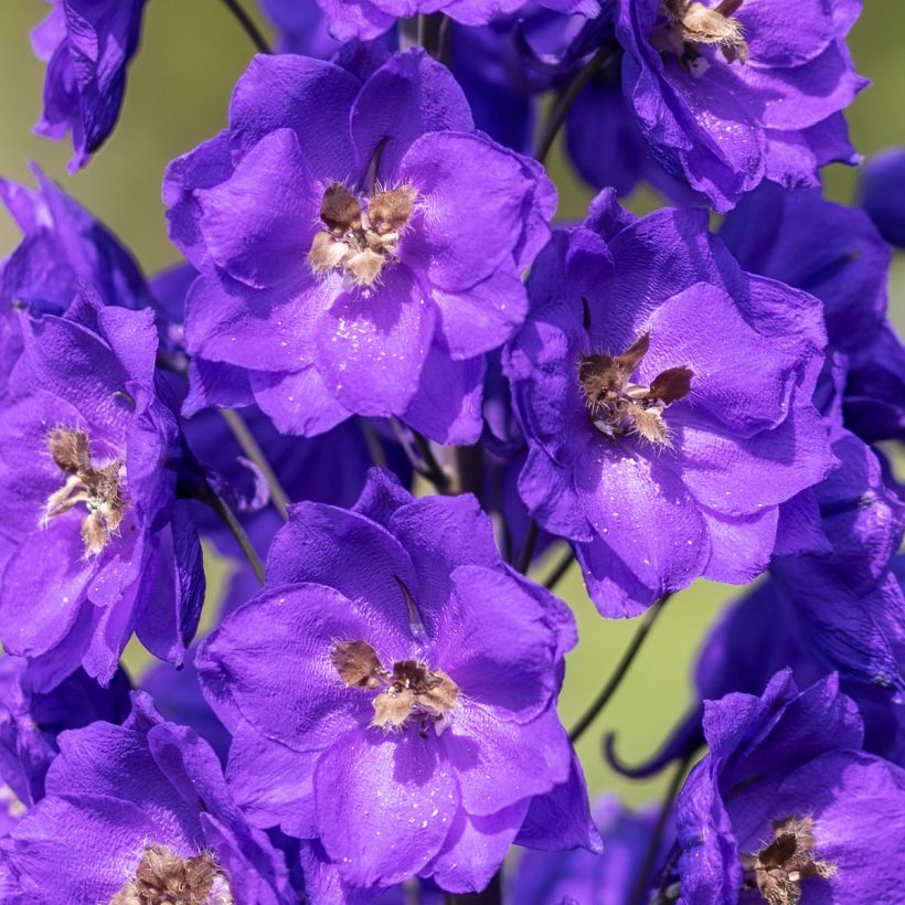 Pacific-Rittersporn Bruce - Delphinium (Flowering)