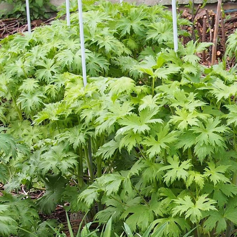 Pacific-Rittersporn Christel - Delphinium (Foliage)