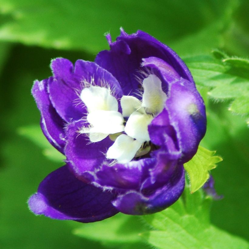 Pacific-Rittersporn Christel - Delphinium (Flowering)
