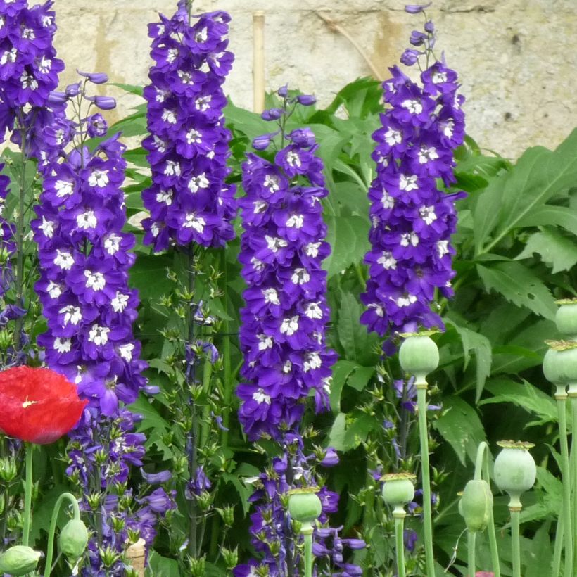 Pacific-Rittersporn Christel - Delphinium (Plant habit)
