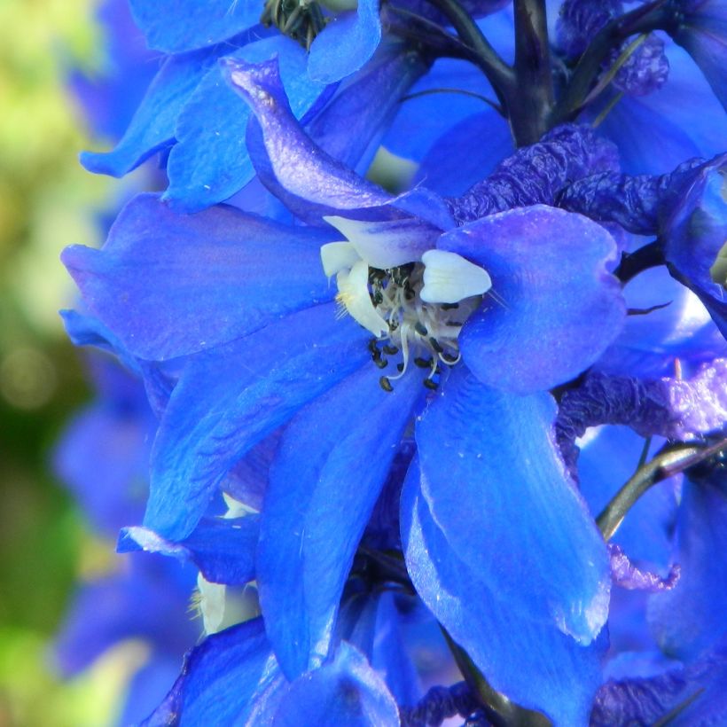 Pacific-Rittersporn Cristella - Delphinium (Flowering)