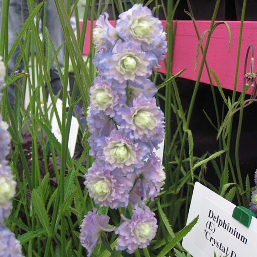 Pacific-Rittersporn Crystal Delight - Delphinium (Flowering)