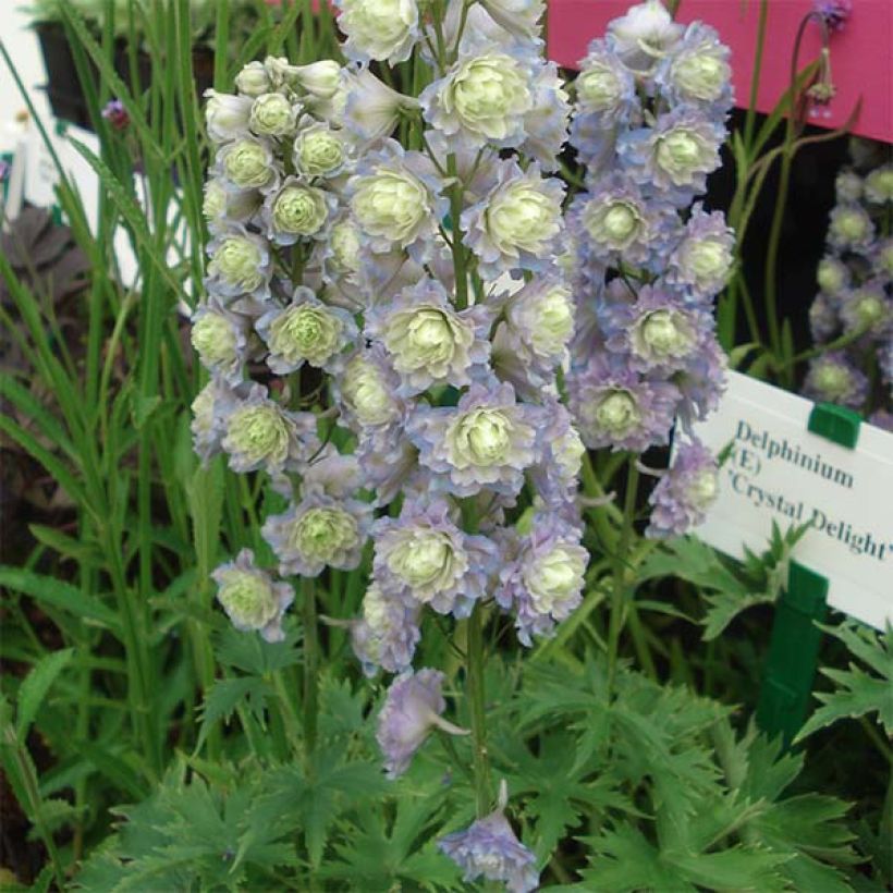 Pacific-Rittersporn Crystal Delight - Delphinium (Plant habit)