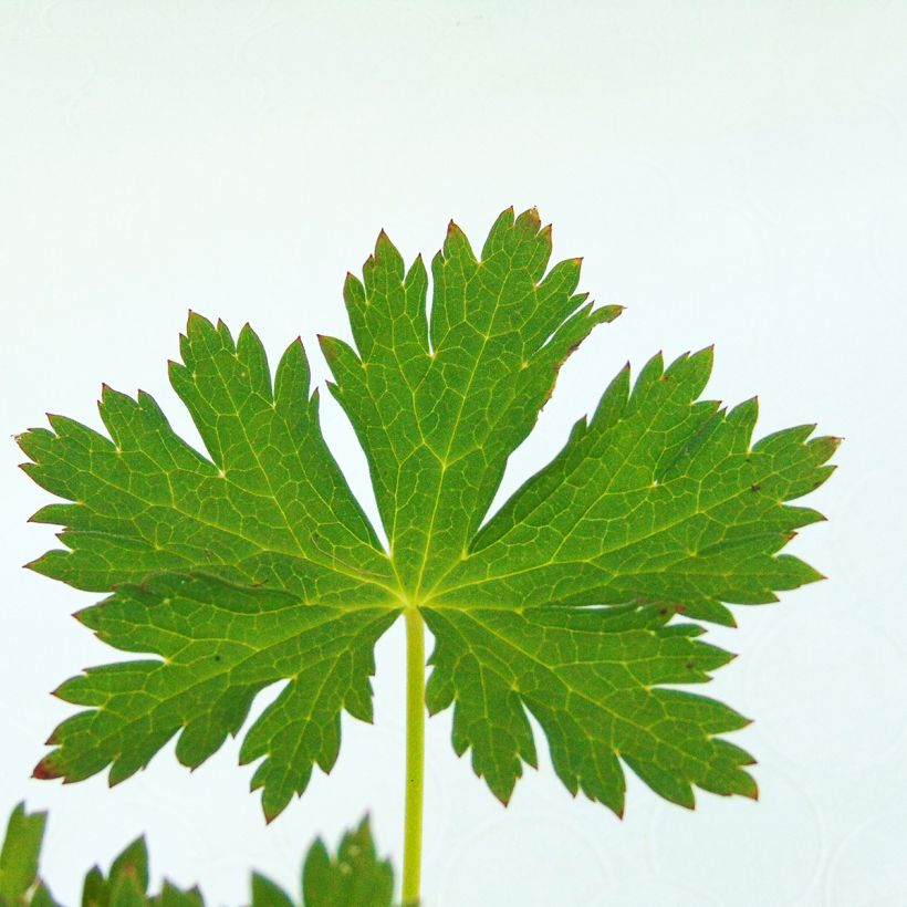 Pacific-Rittersporn Crystal Delight - Delphinium (Foliage)
