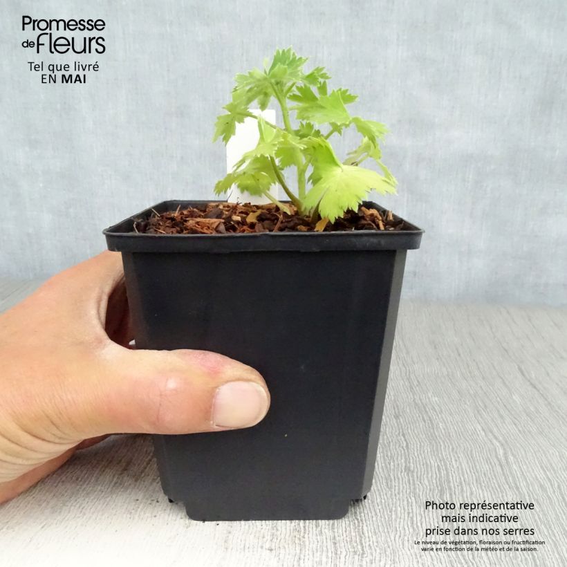 Exemplar von Pacific-Rittersporn Crystal Delight - Delphinium Topf 10 cm/11cm wie im Frühjahr geliefert