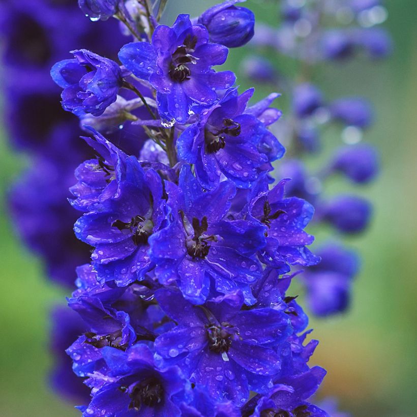 Pacific-Rittersporn Magic Fountain Dark Blue-Black Bee - Delphinium (Flowering)