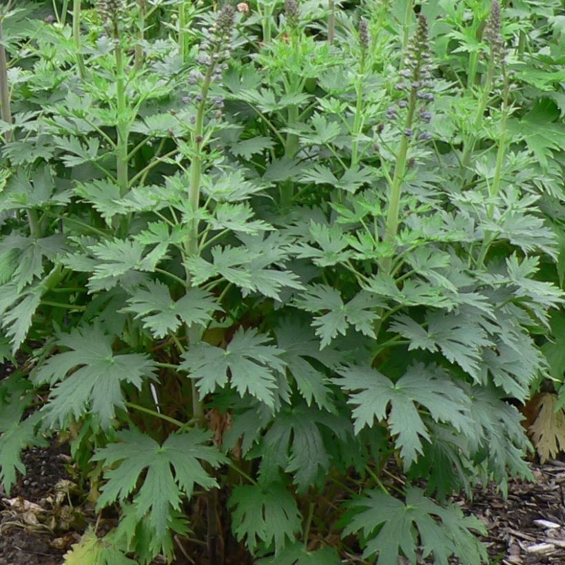 Pacific-Rittersporn Dusky Maiden - Delphinium (Foliage)