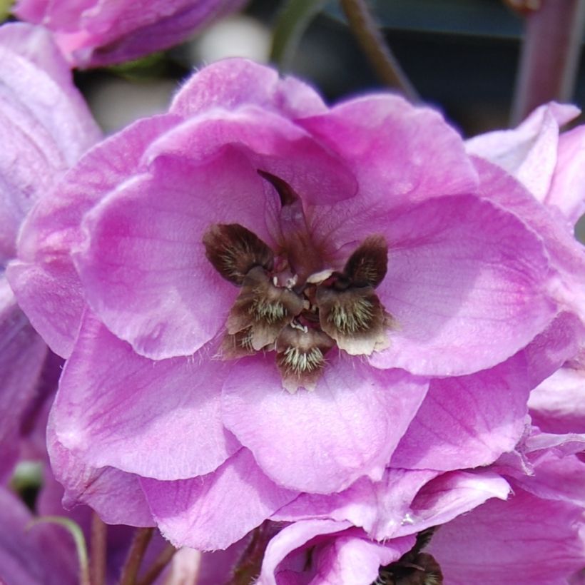 Pacific-Rittersporn Dusky Maiden - Delphinium (Flowering)