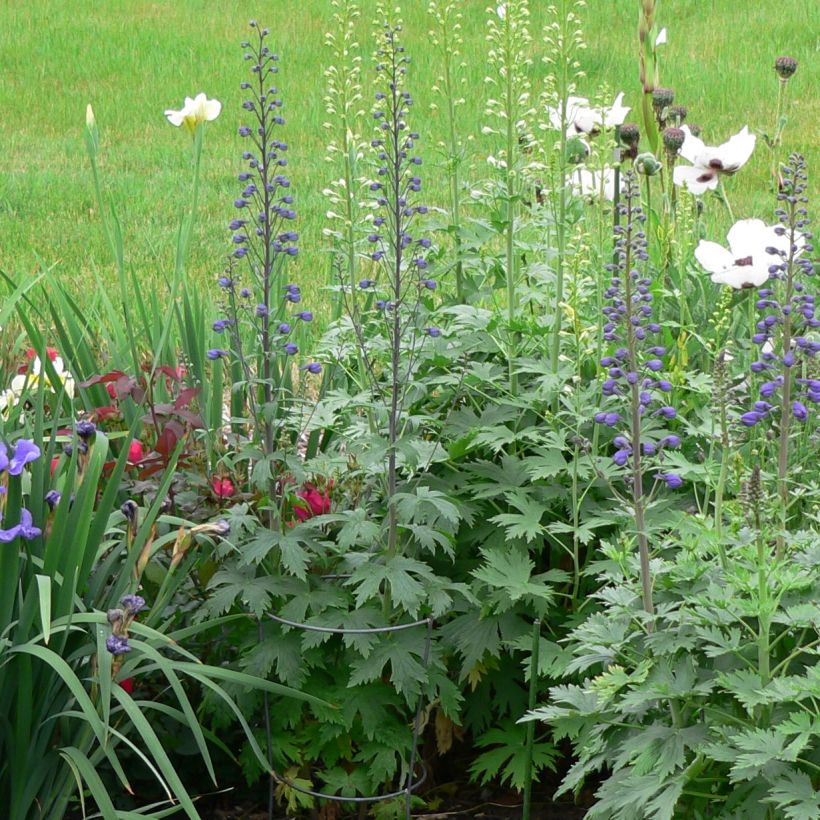 Pacific-Rittersporn Dusky Maiden - Delphinium (Plant habit)