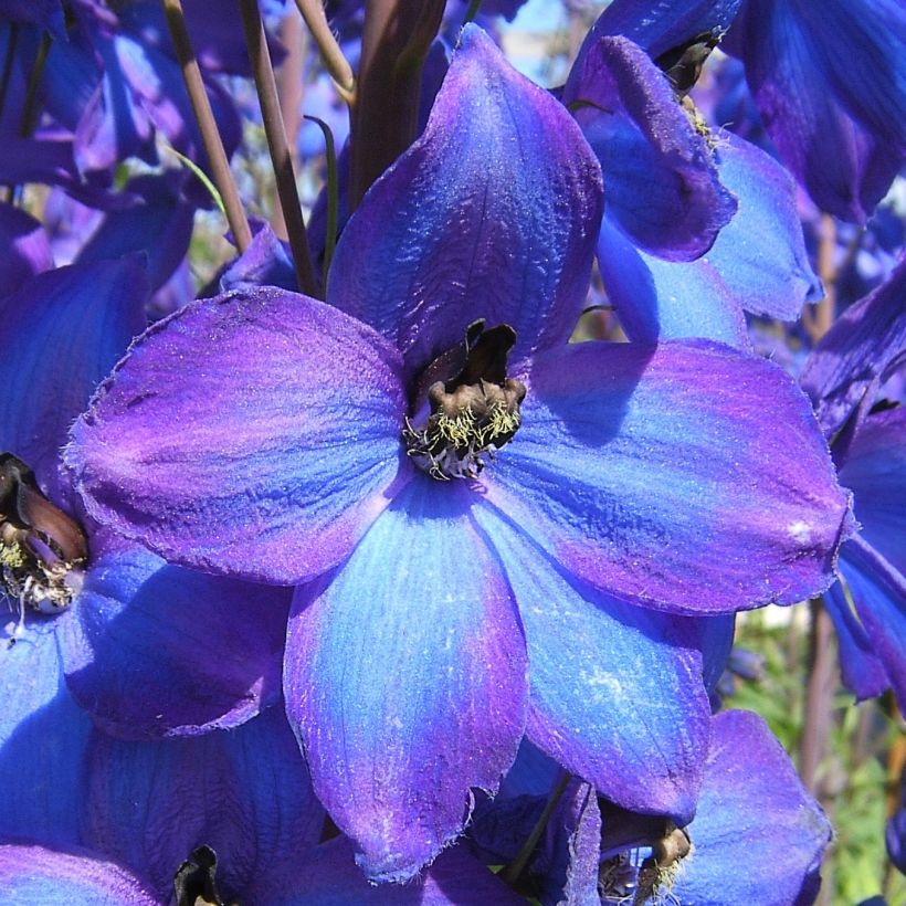Pacific-Rittersporn Delphinium F.W. Smith - Delphinium (Flowering)