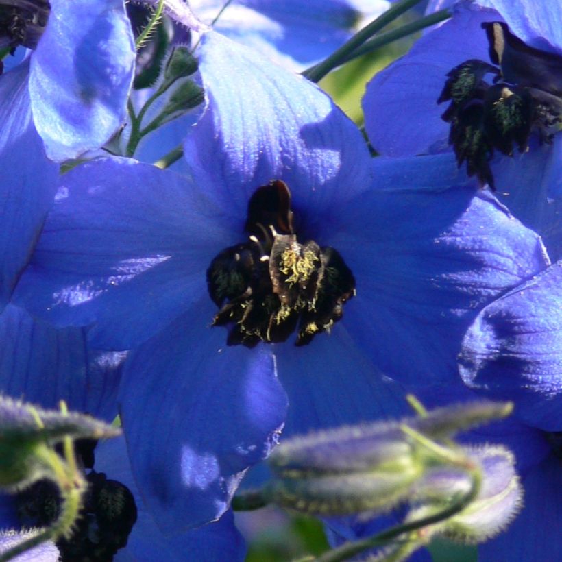 Garten-Rittersporn Finsteraarhorn - Delphinium (Flowering)
