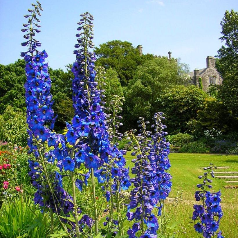 Garten-Rittersporn Finsteraarhorn - Delphinium (Plant habit)