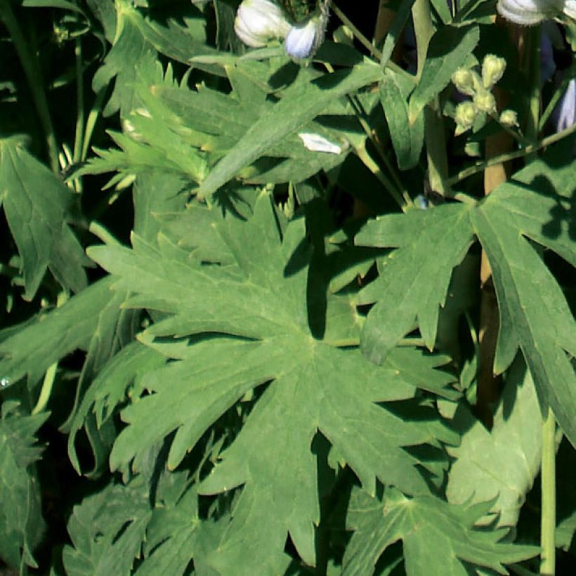 Pacific-Rittersporn Guinevere - Delphinium (Foliage)