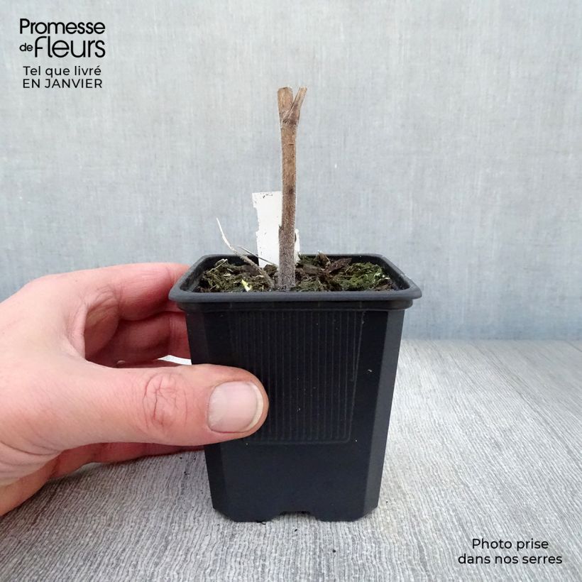 Exemplar von Hoher Rittersporn Highlander Bolero - Delphinium Kleine Töpfe von 8/9 cm wie im Winter geliefert