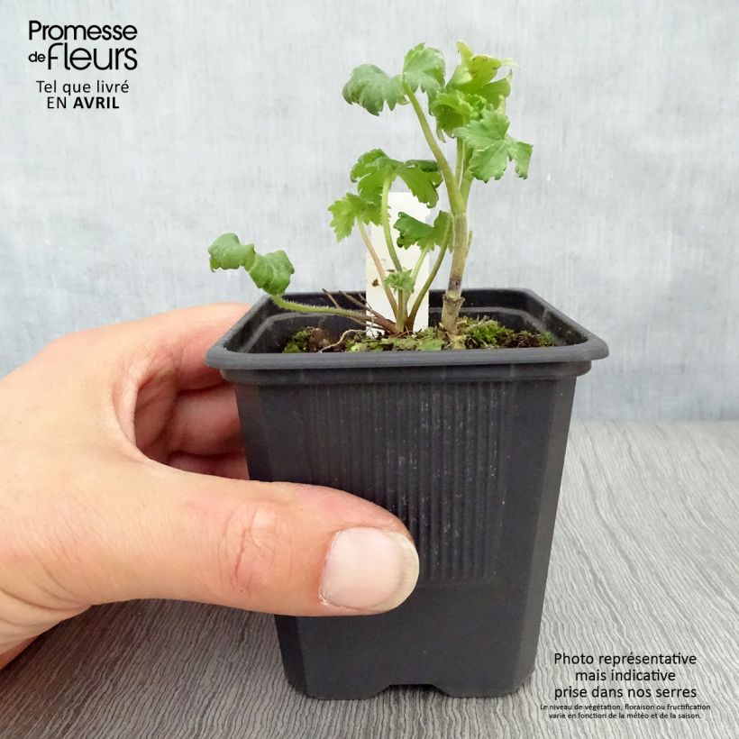 Exemplar von Hoher Rittersporn Highlander Bolero - Delphinium Kleine Töpfe von 8/9 cm wie im Frühjahr geliefert