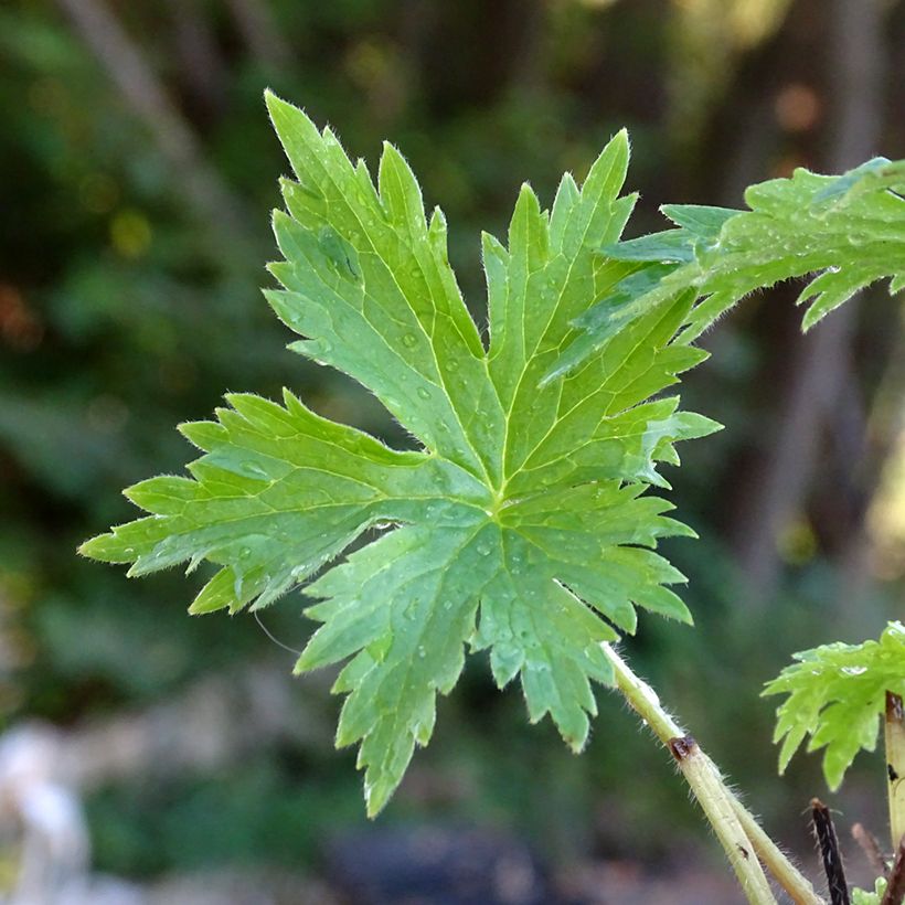 Hoher Rittersporn Highlander Cha Cha - Delphinium (Foliage)