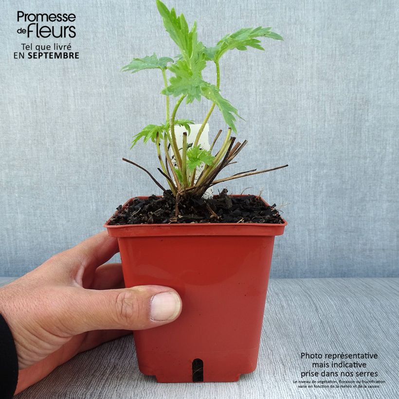 Exemplar von Delphinium Highlander Cha Cha - Pied d'alouette vivace Pot de 1L/1,5L wie im Herbst geliefert