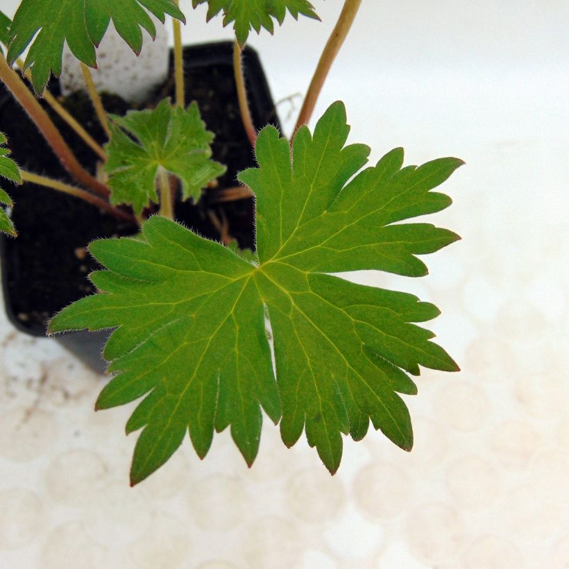 Hoher Rittersporn Highlander Flamenco - Delphinium (Foliage)