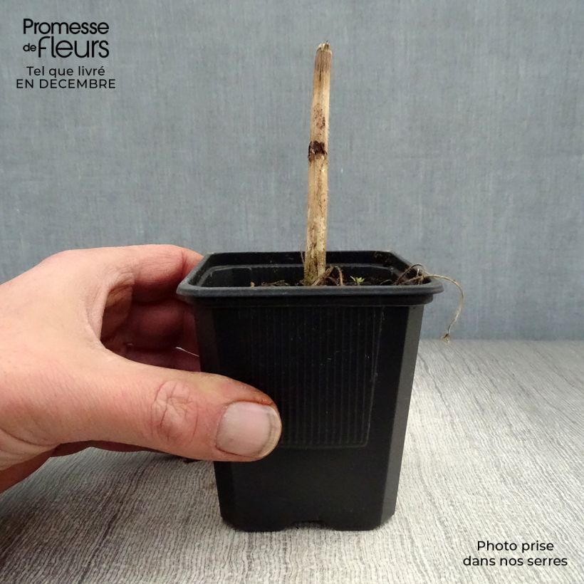 Exemplar von Hoher Rittersporn Highlander Flamenco - Delphinium Kleine Töpfe von 8/9 cm wie im Winter geliefert