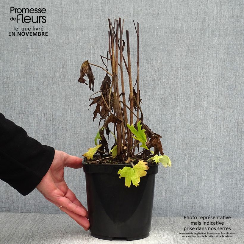 Example of Hoher Rittersporn Highlander Flamenco - Delphinium Topf mit 2L/3L as you get in automne