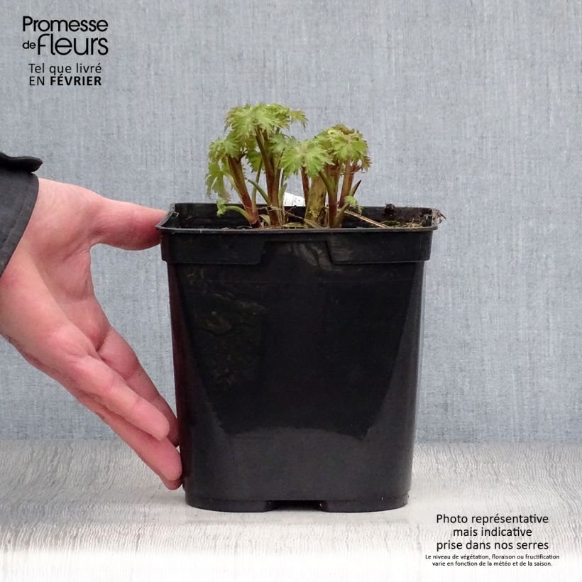 Exemplar von Hoher Rittersporn Highlander Flamenco - Delphinium Topf mit 2L/3L wie im Winter geliefert