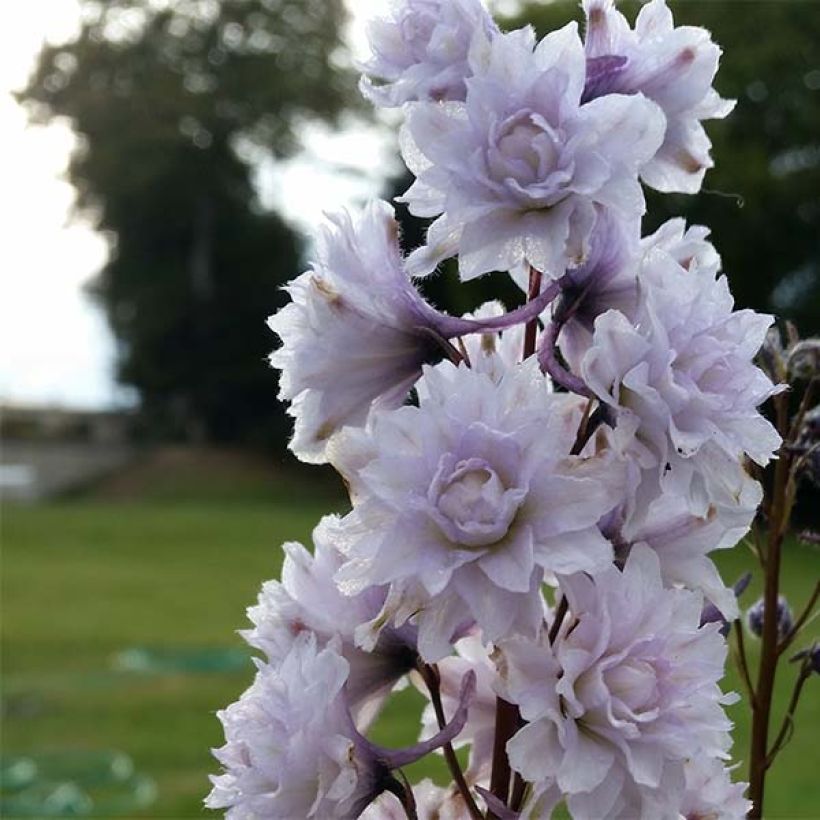 Hoher Rittersporn Highlander Cha Cha - Delphinium (Flowering)