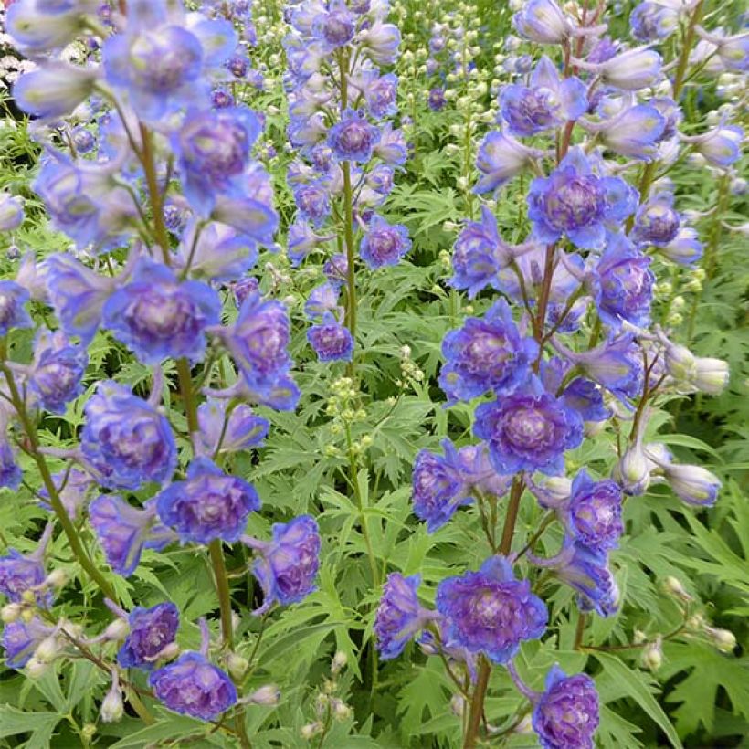 Hoher Rittersporn Highlander Sweet Sensation - Delphinium (Flowering)