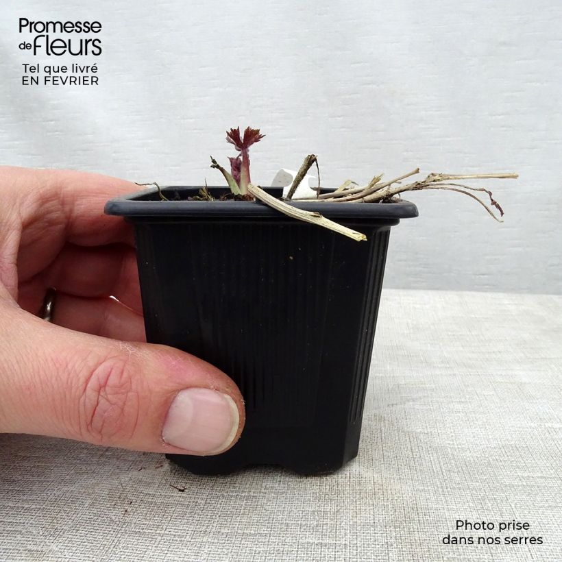 Exemplar von Hoher Rittersporn Highlander Sweet Sensation - Delphinium Kleine Töpfe von 8/9 cm wie im Winter geliefert