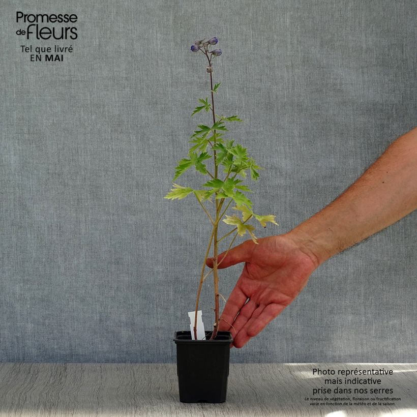 Exemplar von Hoher Rittersporn Highlander Sweet Sensation - Delphinium Kleine Töpfe von 8/9 cm wie im Frühjahr geliefert