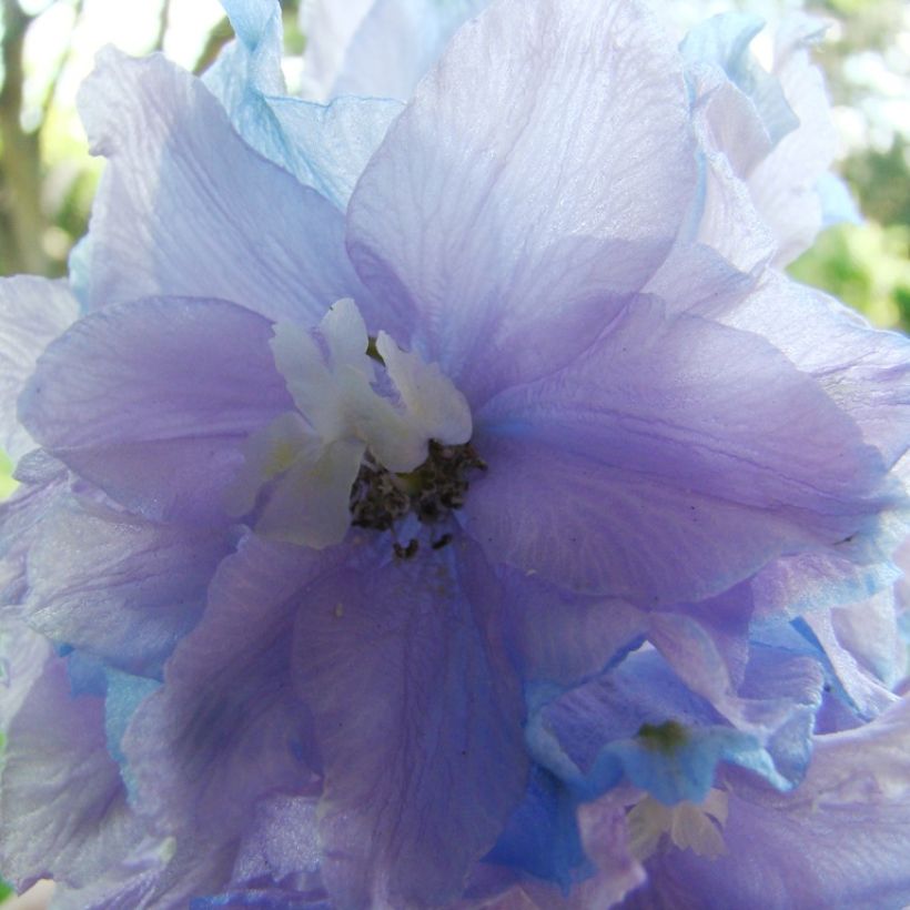 Pacific-Rittersporn Misty Mauves - Delphinium (Flowering)