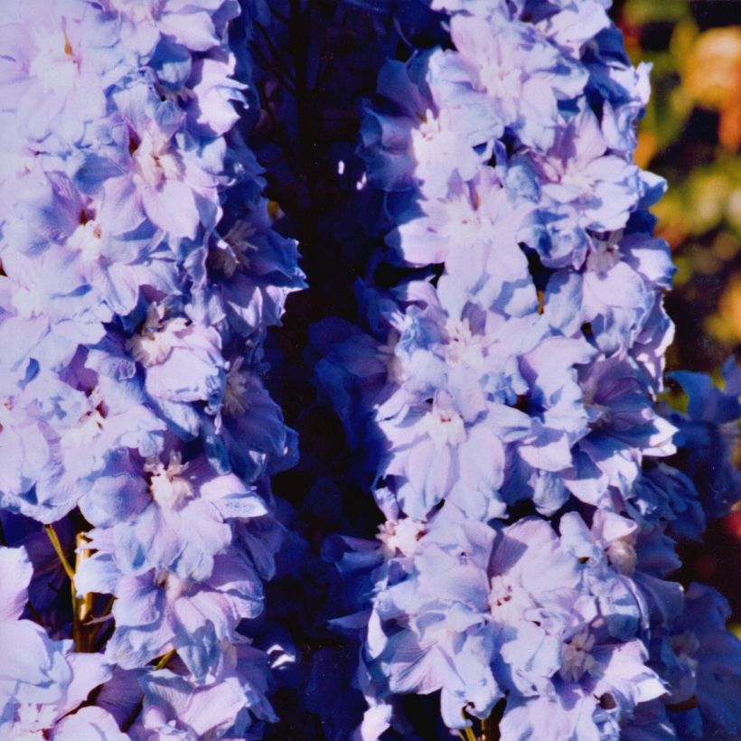 Pacific-Rittersporn Misty Mauves - Delphinium (Plant habit)