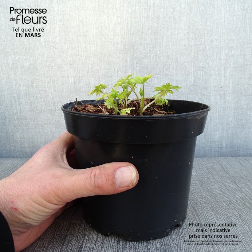 Exemplar von Pacific-Rittersporn Astolat - Delphinium Topf mit 2L/3L wie im Winter geliefert