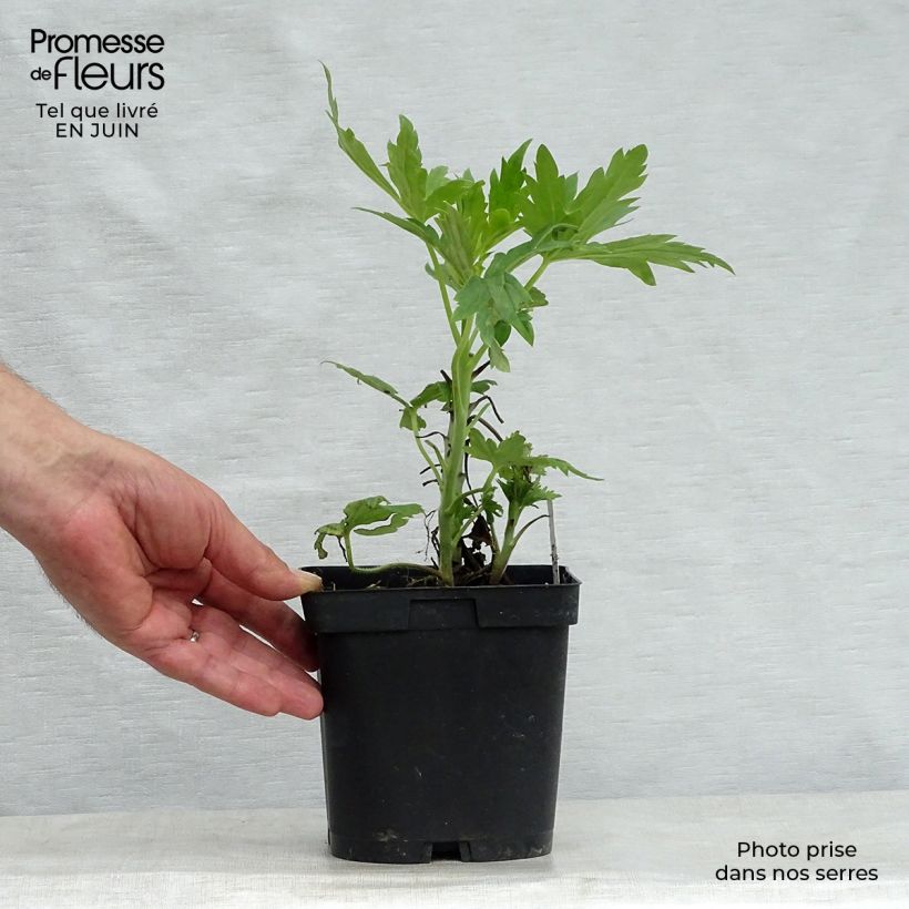 Exemplar von Pacific-Rittersporn Black Knight - Delphinium Topf mit 2L/3L wie im Sommer geliefert