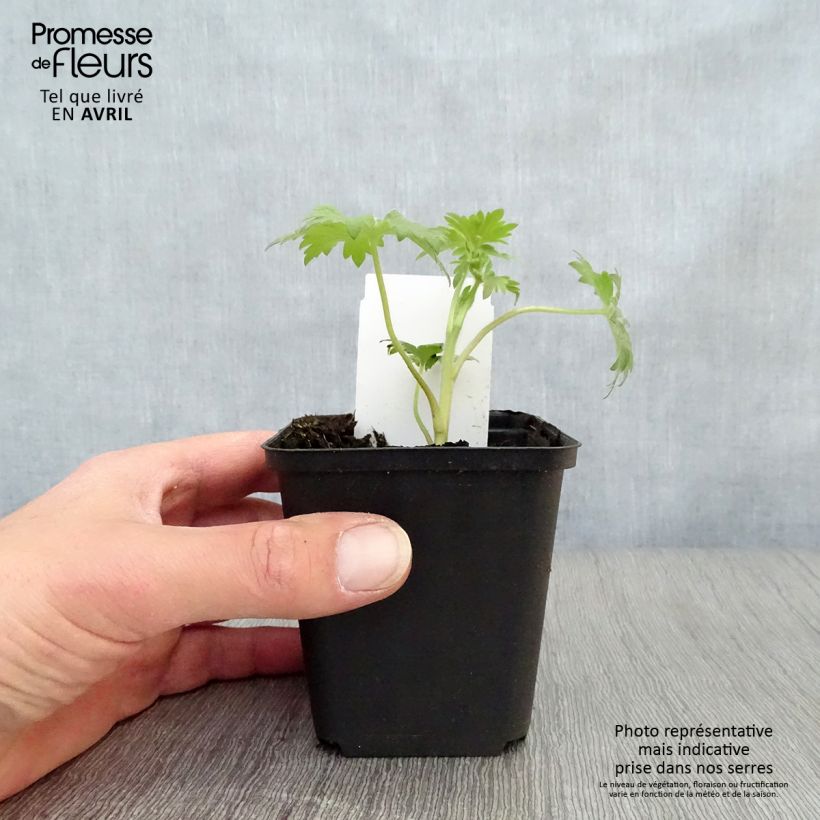 Exemplar von Pacific-Rittersporn Black Knight - Delphinium Kleine Töpfe von 7/8 cm wie im Frühjahr geliefert