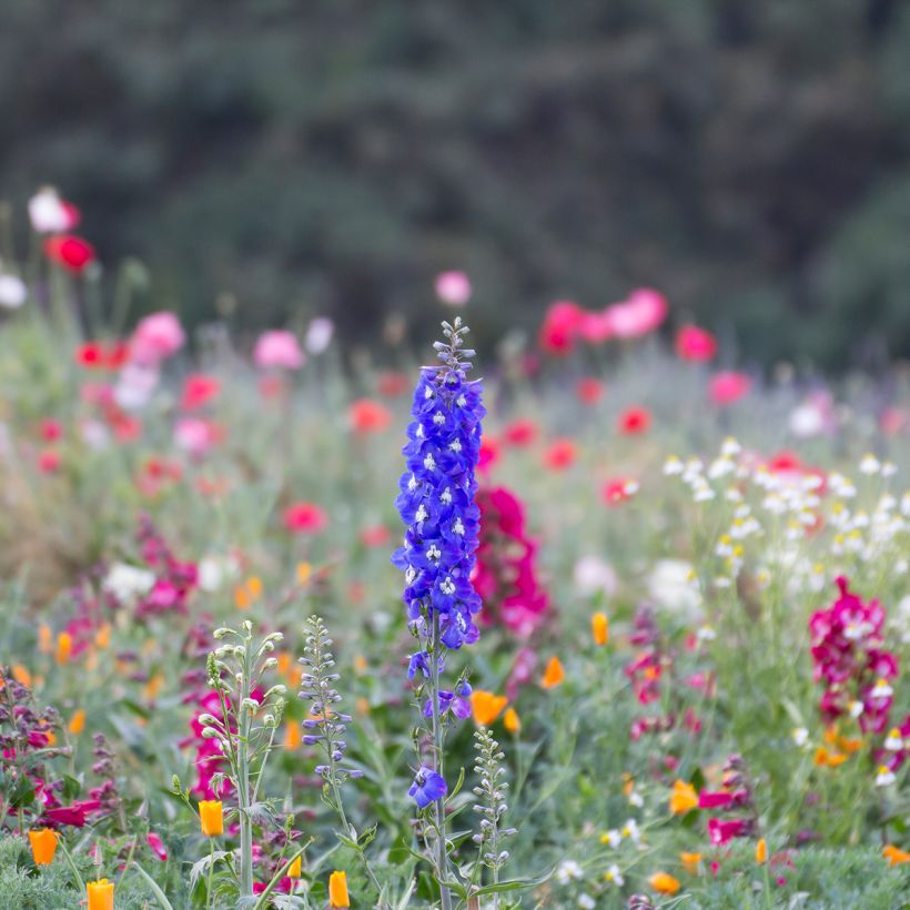 Pacific-Rittersporn Blue Biird - Delphinium (Plant habit)
