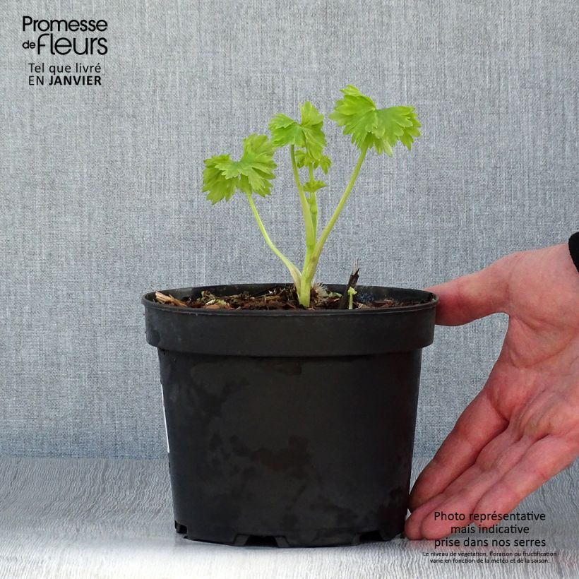 Exemplar von Pacific-Rittersporn Blue Jay - Delphinium Topf mit 2L/3L wie im Winter geliefert