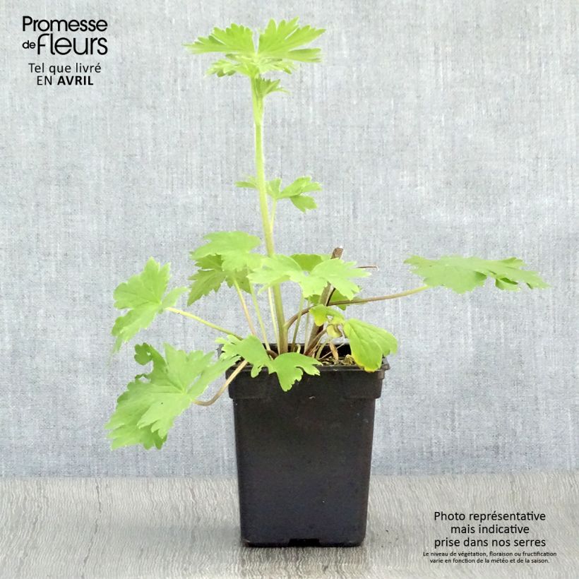 Exemplar von Pacific-Rittersporn Blue Jay - Delphinium Kleine Töpfe von 7/8 cm wie im Frühjahr geliefert