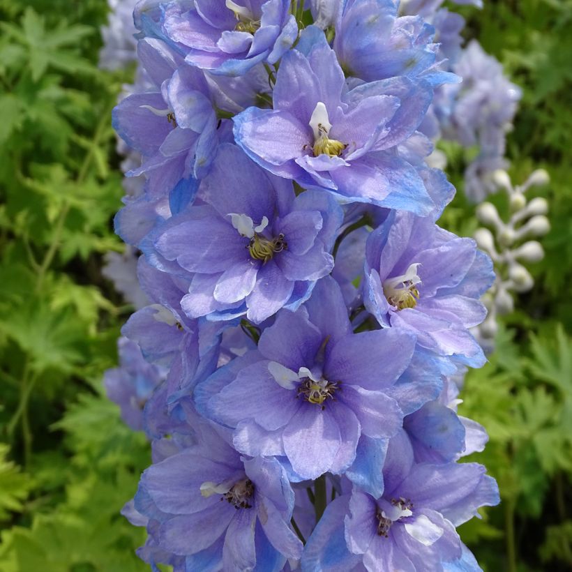 Pacific-Rittersporn Cameliard - Delphinium (Flowering)