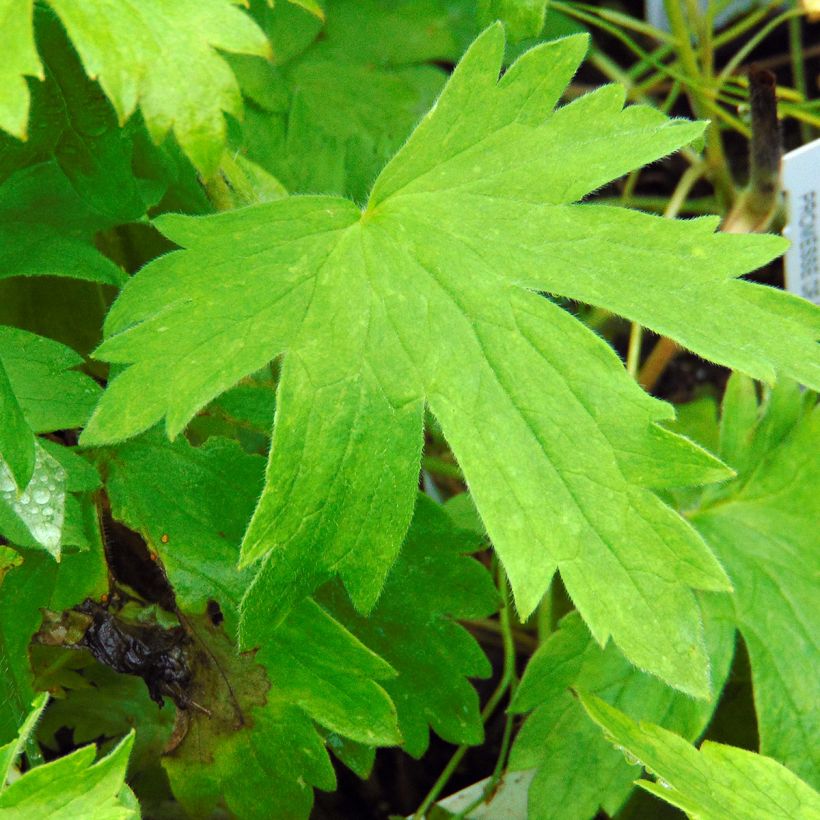 Pacific-Rittersporn Galahad - Delphinium (Foliage)