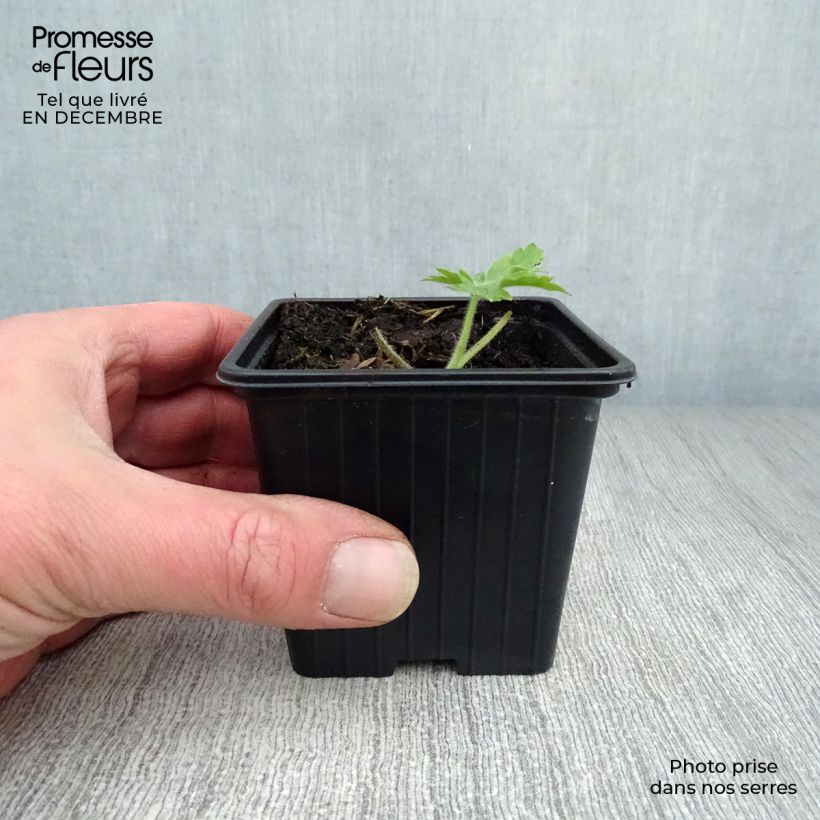 Exemplar von Pacific-Rittersporn Galahad - Delphinium Kleine Töpfe von 7/8 cm wie im Winter geliefert