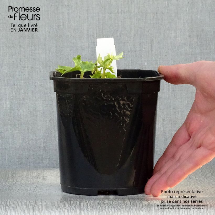 Exemplar von Pacific-Rittersporn Galahad - Delphinium Topf mit 2L/3L wie im Winter geliefert