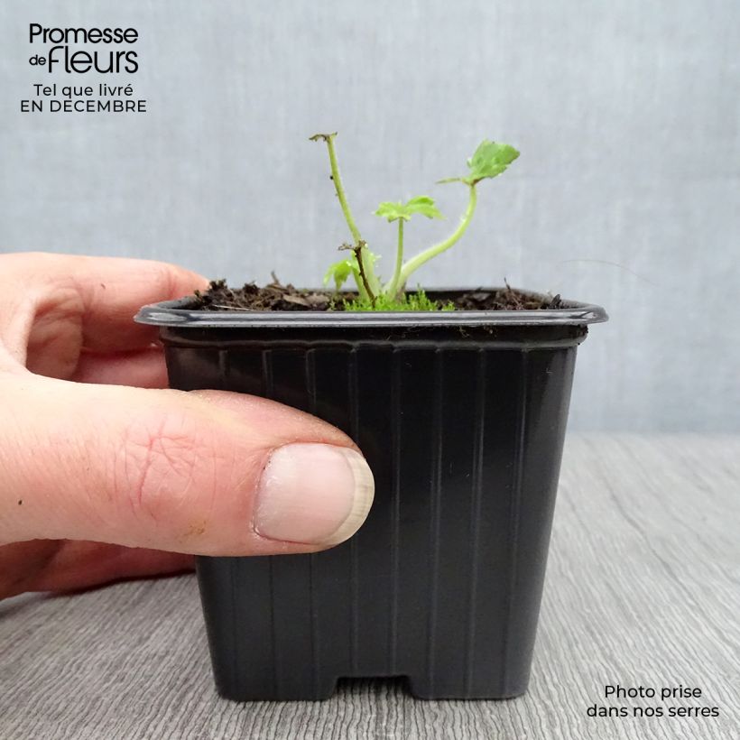 Exemplar von Pacific-Rittersporn Guinevere - Delphinium Kleine Töpfe von 7/8 cm wie im Winter geliefert