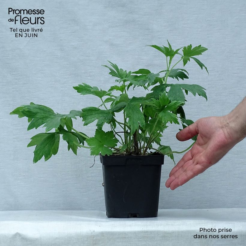 Example of Pacific-Rittersporn King Arthur - Delphinium Topf mit 2L/3L as you get in ete
