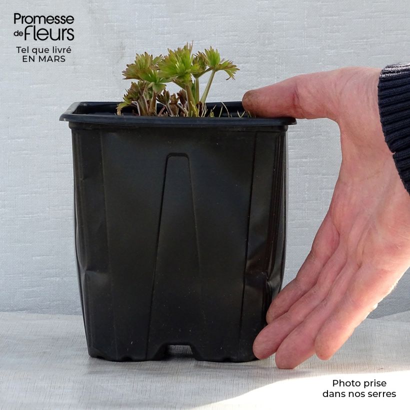 Exemplar von Pacific-Rittersporn King Arthur - Delphinium Topf mit 2L/3L wie im Frühjahr geliefert