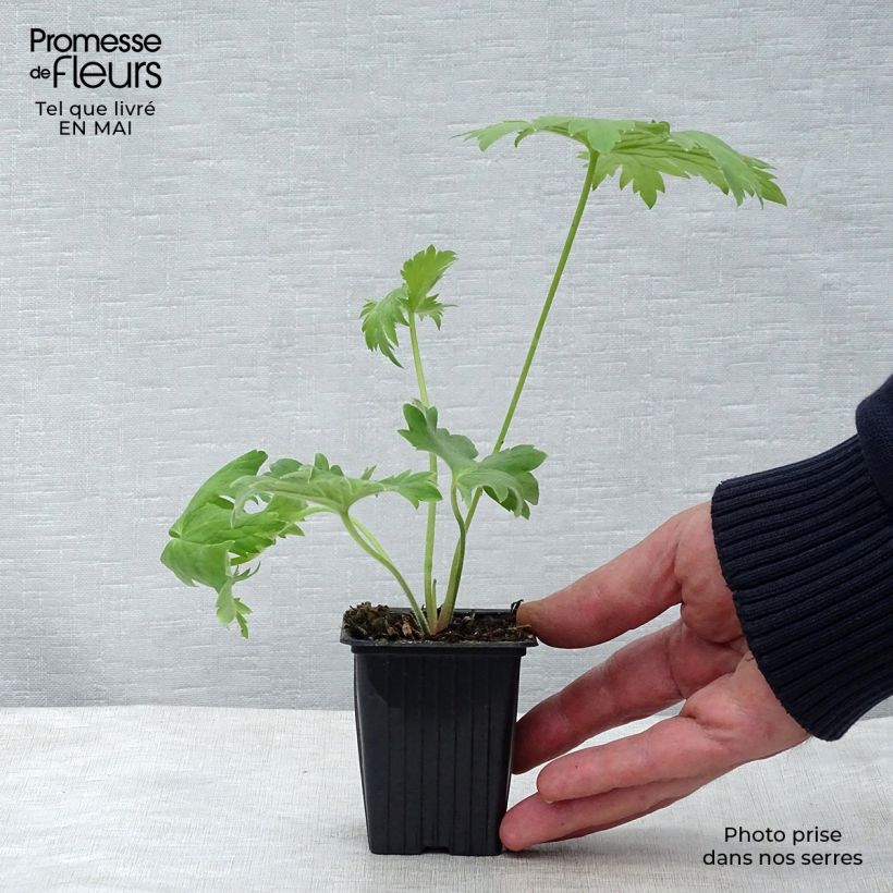 Exemplar von Pacific-Rittersporn King Arthur - Delphinium Kleine Töpfe von 7/8 cm wie im Frühjahr geliefert