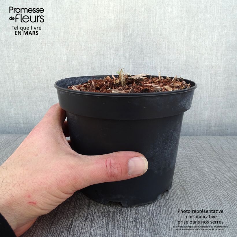 Exemplar von Pacific-Rittersporn Summer Skies - Delphinium Topf mit 2L/3L wie im Winter geliefert