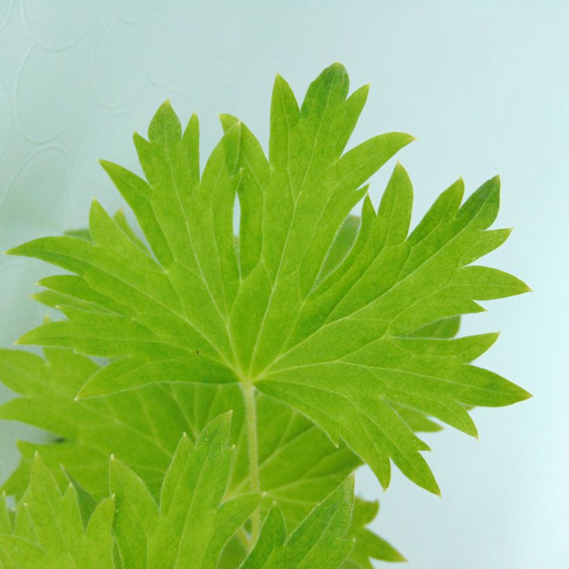 Pacific-Rittersporn Cameliard - Delphinium (Foliage)